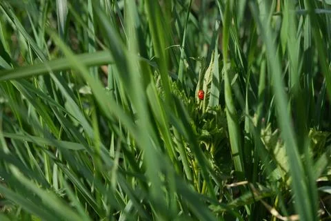 Ladybug 库存照片