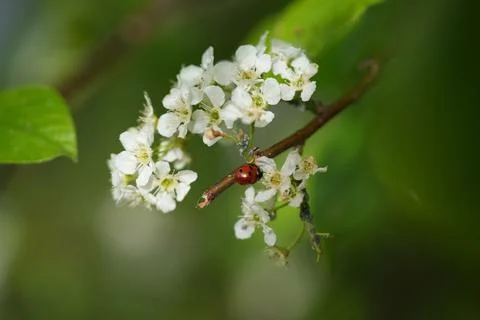 Ladybug 스톡 사진
