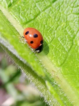 Ladybug Stockfoto's