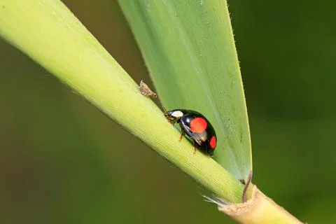 Ladybug Stock Photos