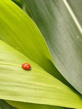 Ladybug Stock Photos