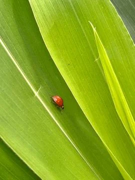 Ladybug Stock Photos