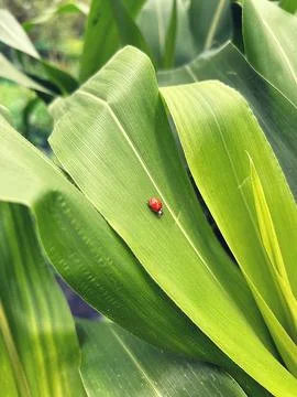 Ladybug Stock Photos