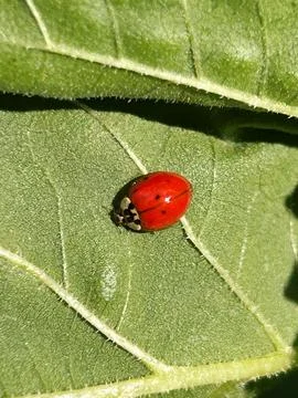 Ladybug Foto stock