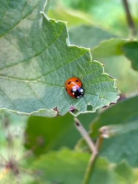 Ladybug Stock Photos