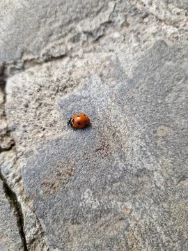 Ladybug Stock Photos