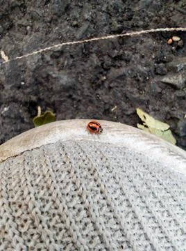 LadyBug Stock Photos