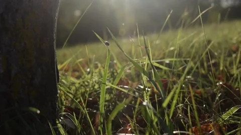 Ladybug on a Piece of Grass Stock Footage 146560667