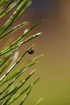 Ladybug on Pine Needles: A Forest Encounter. Stock Photos