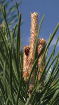 Ladybug on pine Foto stock