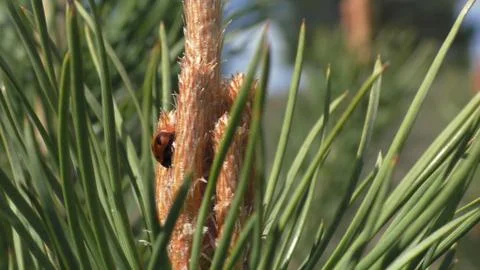 Ladybug on pine Stock Photos