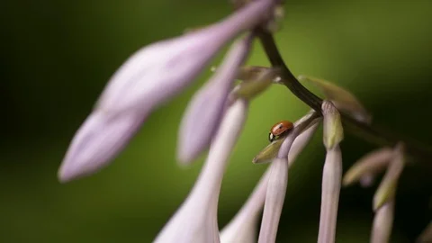 Ladybug On a Pink Flower Macro 4K 04 Stockbeeldmateriaal 85262595