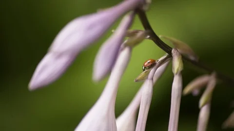 Ladybug On a Pink Flower Macro 4K 03 Stockbeeldmateriaal 85262661