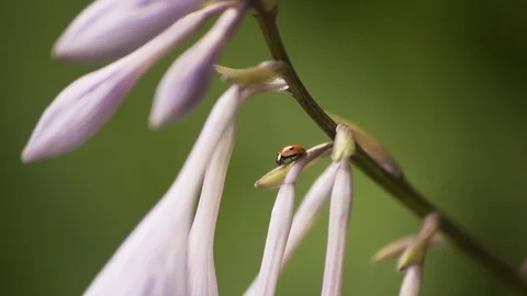 Ladybug On a Pink Flower Macro 4K 02 Stockbeeldmateriaal 85262701