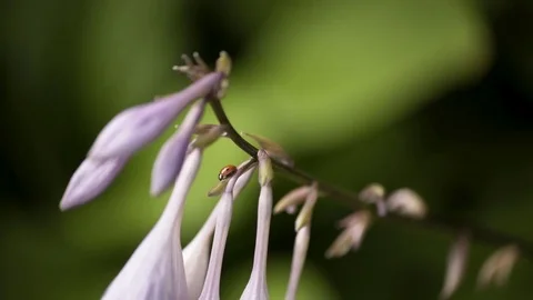 Ladybug On a Pink Flower Macro 4K 01 Stock-Footage 85262821