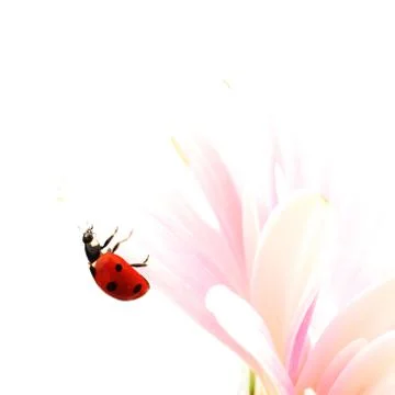 Ladybug on pink flower Stock Photos