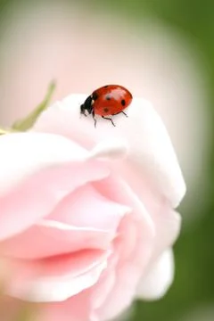 Ladybug on a pink rose Stock Photos