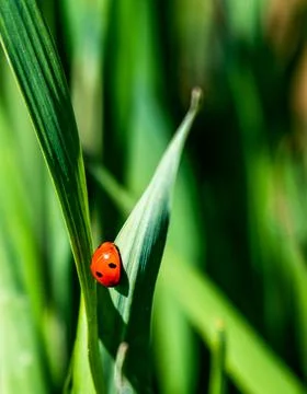 Ladybug placed on a green, young leaf of wheat with selective focus Stock Photos