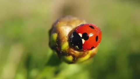 Ladybug on Plant Bud Macro Close Up in Nature Vídeo Stock 332997708