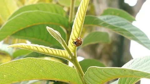Ladybug On Plant Stock Footage 8573539