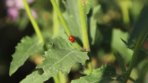 Ladybug on a plant Stock Footage 51784913