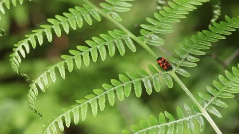 Ladybug on a plant Stock Footage 70987462
