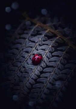 The ladybug on the plant Foto stock