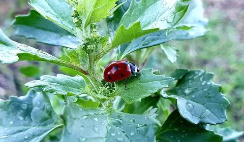 Ladybug on a plant. Foto stock