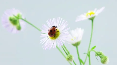 Ladybug playing with petals of chamomile flower Stock Footage 52771353
