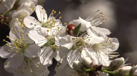 Ladybug on plum tree blossoms spring Stock Footage 61601372
