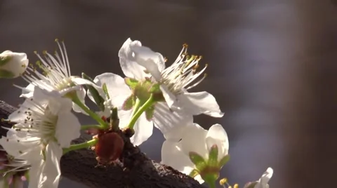 Ladybug on plum tree blossoms spring Stock Footage 61601544