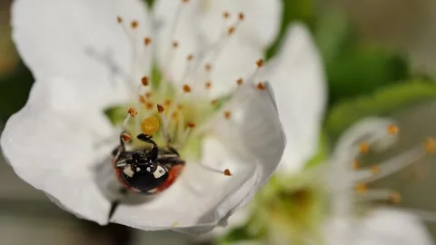 Ladybug poking around in blooming plum tree flower bud Vidéo 271553057