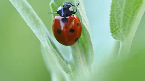 Ladybug poking around on a flower leaf 库存影片 277873445
