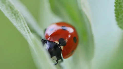 Ladybug poking around on a flower leaf Vidéo 277873466