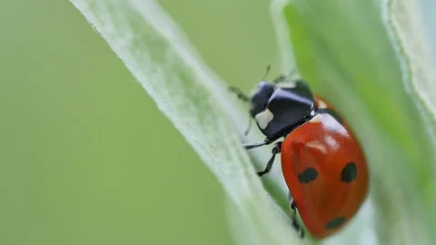 Ladybug poking around on a flower leaf Vidéo 277873513