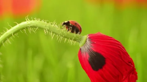 Ladybug on the poppy Video stock 256263184
