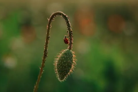 Ladybug on a poppy Stock Photos