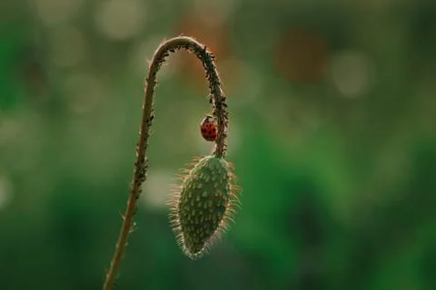 Ladybug on a poppy Stock Photos