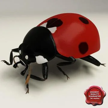 Ladybug Pose4 3D Model