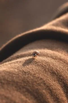 Ladybug posing Stock Photos