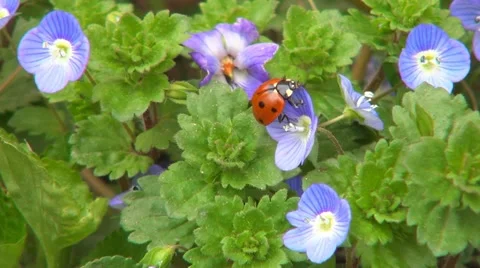 Ladybug Preparing Wings to Fly on Veronica Persica Flower, Ladybird, Bug, Bettle 스톡 동영상 22339611