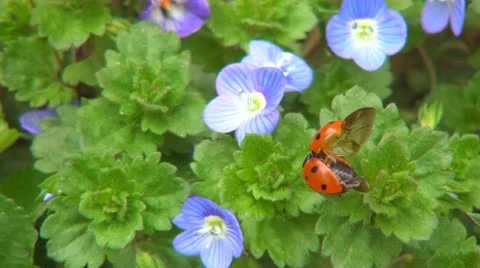 Ladybug Preparing Wings to Fly on Veronica Persica Flower, Ladybird, Bug, Macro 스톡 동영상 22339718