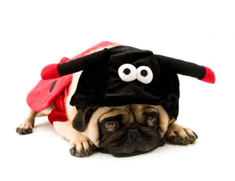 Ladybug Pug Stock Photos