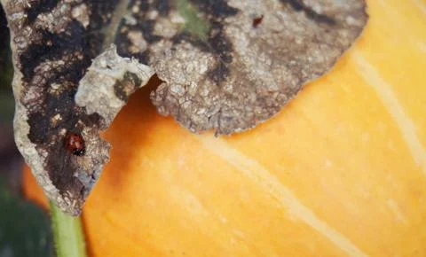 Ladybug on a pumpkin leaf. Stock Photos