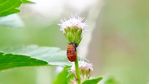 Ladybug Pupa Attached to Wild Flower Macro Close Up Garden Nature Background FHD Video stock 321067578
