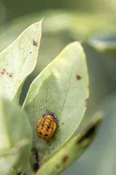 Ladybug pupa developing on green plant leaf Stock Photos