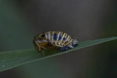 Ladybug pupa on the grass. Stock Photos