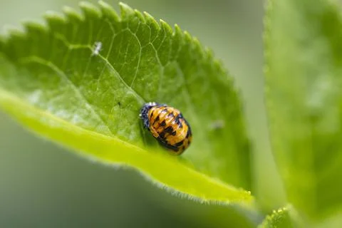 Ladybug pupa transforming on green leaf Stock Photos