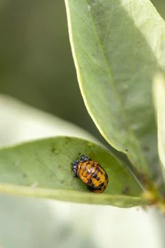 Ladybug pupa transforming on green leaf Stock Photos