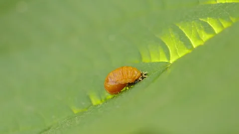 The ladybug pupae 스톡 동영상 248389699